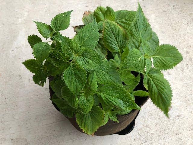 Propagating Green Shiso - Store Bought Green Perilla