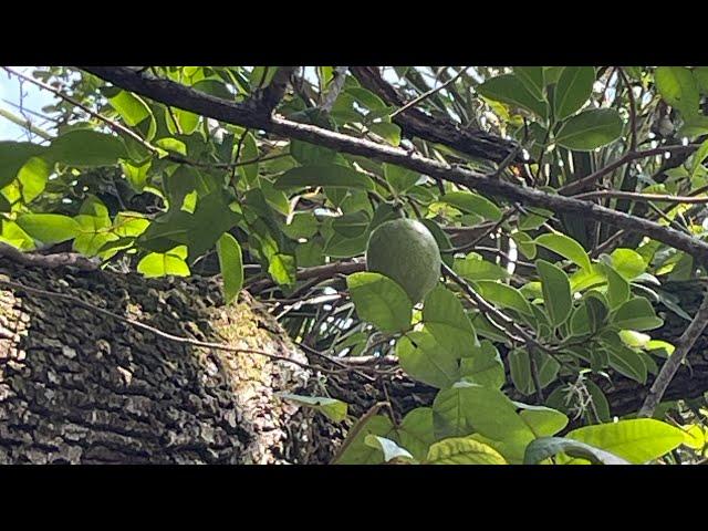 Gator Apple/Pond Apple (Annona glabra￼)