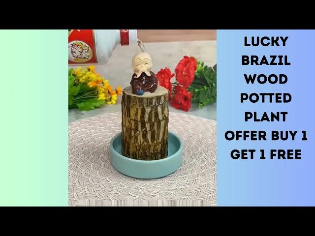 Lucky Brazil Wood Potted Plant Offer Sale BUY 1 GET 1 FREE A5