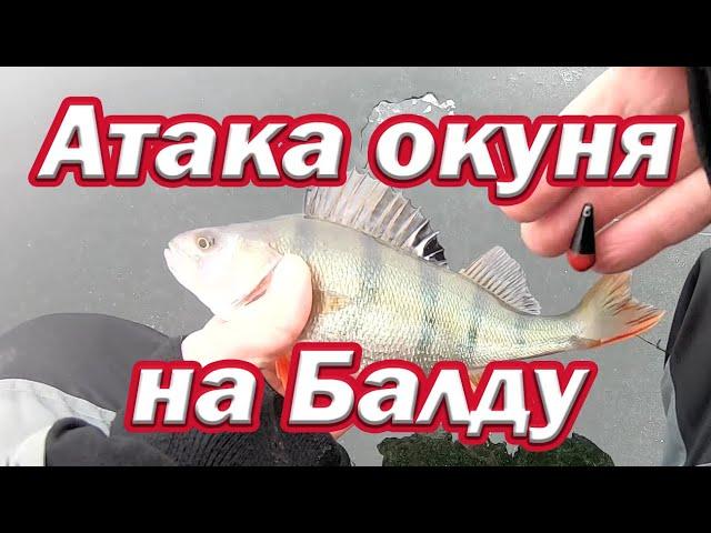 Реакция окуня на Балду /Подводные съёмки  Атака окуня под водой Балда на окуня с магазина