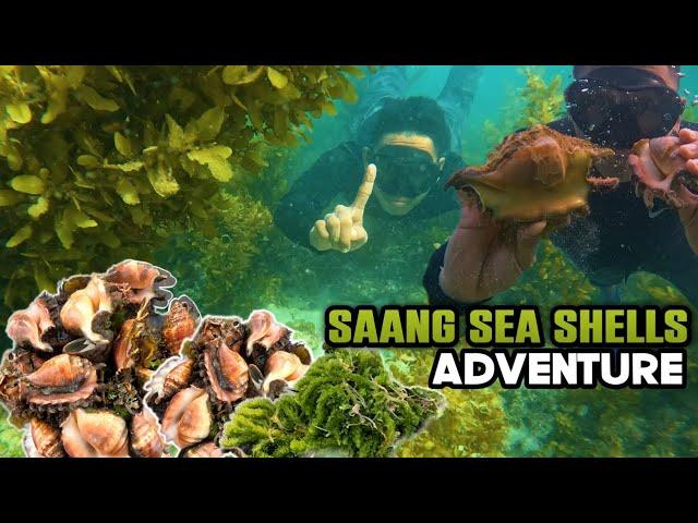 SPIDER CONCH SHELL ADVENTURE | SUPER DELICIOUS | MarinongDj