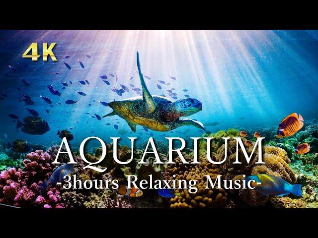 4K Aquarium Video [Relaxing Music]  Sea Animals & Coral reaf & Tropical fishes | for study, sleep