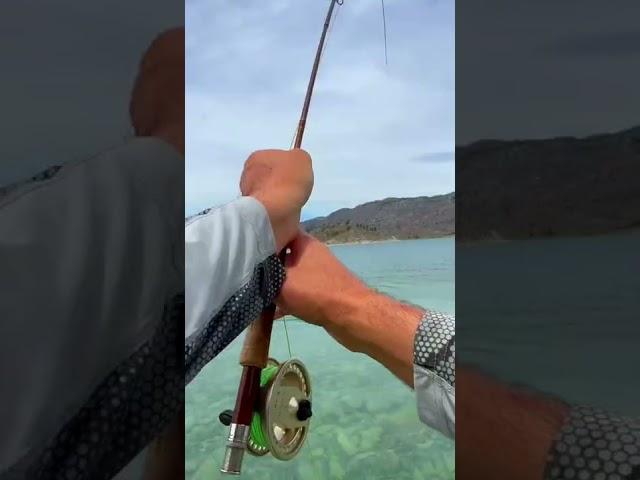 Surely I Hooked a Special Cutthroat