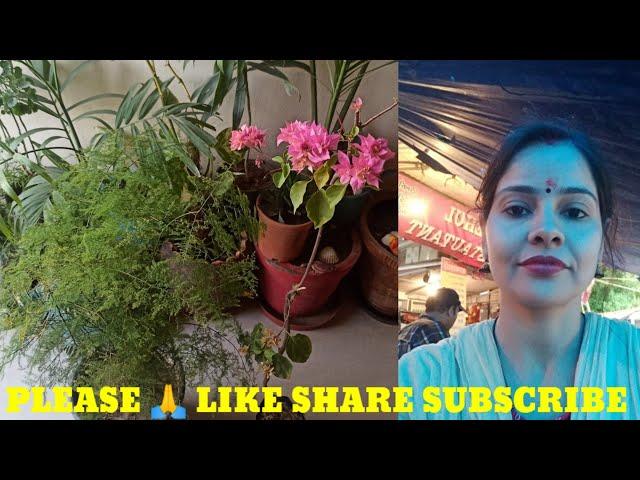 #Shorts#Gardening with geet kumar English/Hindi.