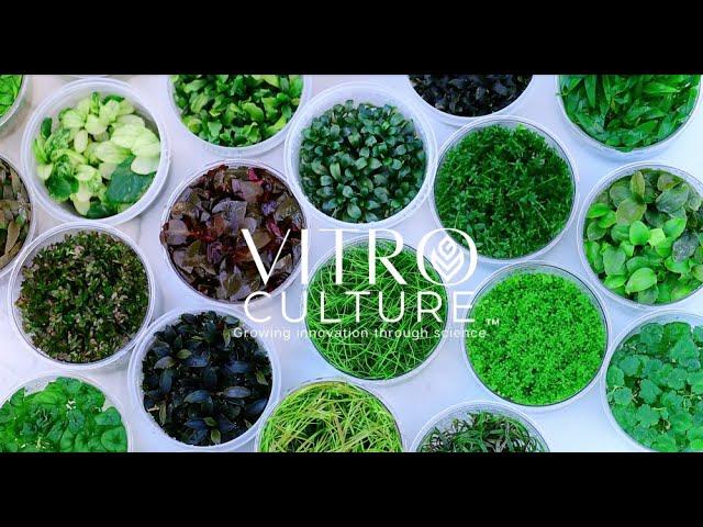 VitroCulture.com | Quality In Vitro, Tissue Culture Plants for Your Home and Aquarium!