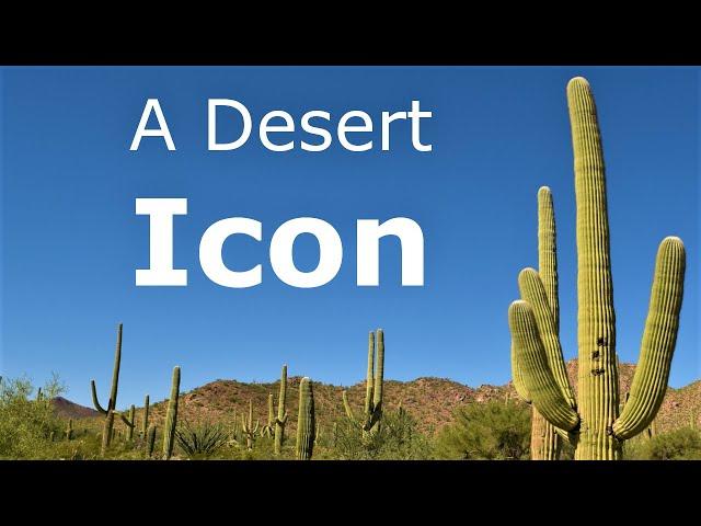 Icon of the American Desert: The Mighty Saguaro Cactus