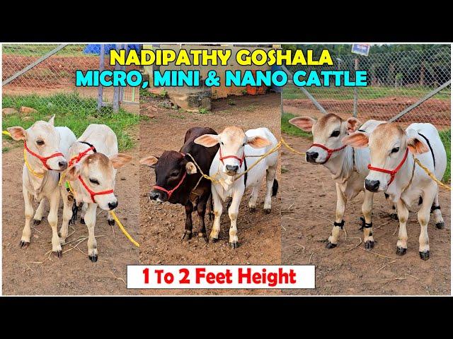 Nadipathy Cattle | 1 to 2 Feet Height | #miniature #trending #minicows #yt #youtube #sanatanadharma