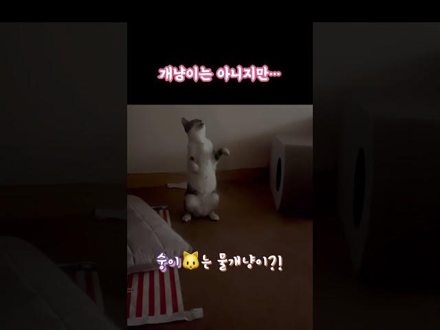 #고양이 #고양이브이로그 #서강대메리홀고양이 #내향묘 #뭉치와숭이 #뭉숭이네
