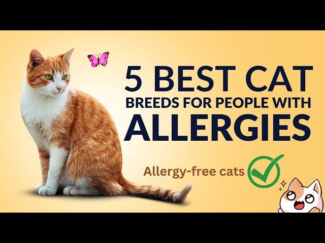 5 best cat breeds for allergies | hypoallergenic cats for allergy sufferers