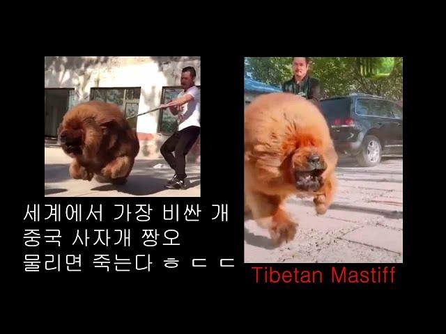 세상에서 가장비싼 강아지 짱오 .사자개 .[근토] tibetan mastiff dog .tibetan mastiff puppies