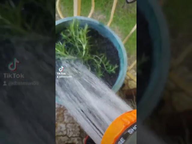 Watering the plants (TikTok version)