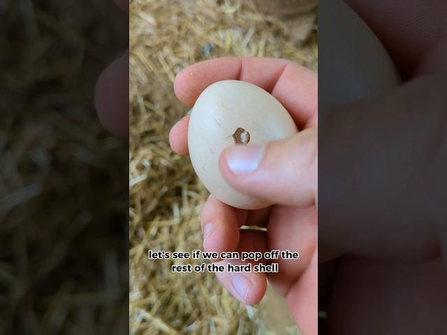 Why Was This Chicken Egg Like This? #chickenegg