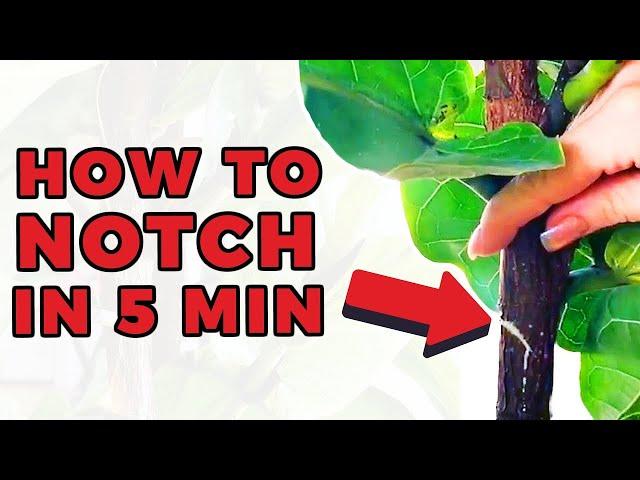 Notching your Fiddle Leaf Fig in UNDER 5 minutes (to get NEW branches!)