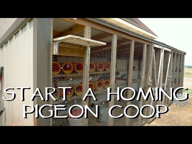 How To Start Your Own Homing Pigeon Loft