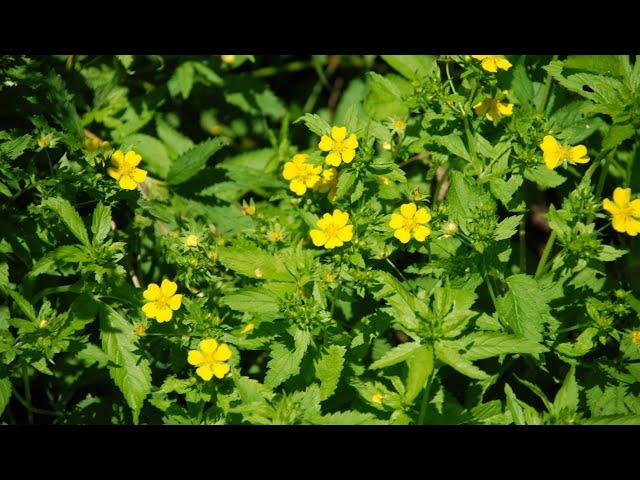 A0226 #물양지꽃 [학명] #Potentilla cryptotaeniae [영어명] #Marsh_cinquefoil [약효] #구내염, 구충, #복통, 창독, #항균, 해독.