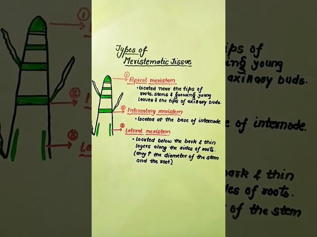 Types of Meristematic tissue #meristematic #tissue #science #apical #meristem #intercalary #lateral