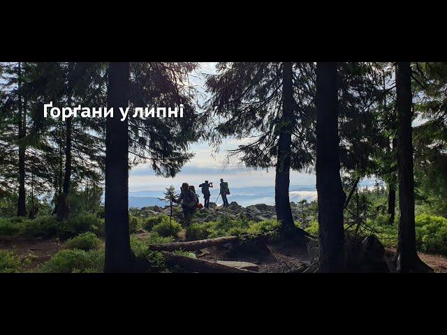 Похід Ґорґанами з собакою