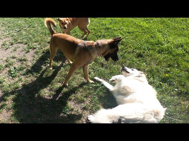 Belgian Malinois Corrects Puppy Great Pyrenees