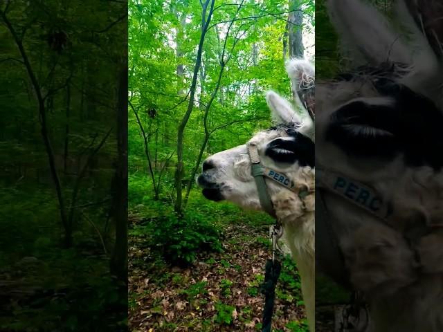 walking with percy the llama