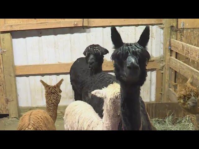 Holiday trek with alpacas in Amity