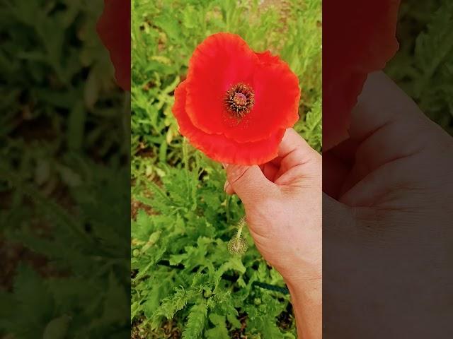 #개양귀비