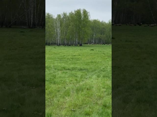 Медитирую на природе! #млм #побизнесу #сетевой #бизнес #прибыльныйбизнес #бизнесвсети