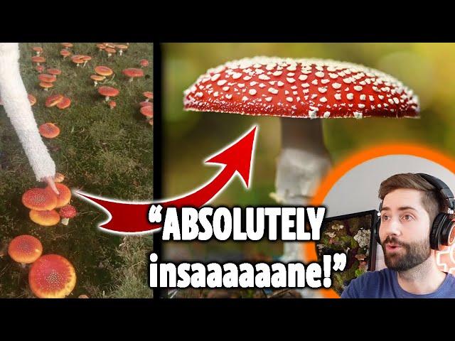 Literally Thousands of Amanita Muscaria In One Field