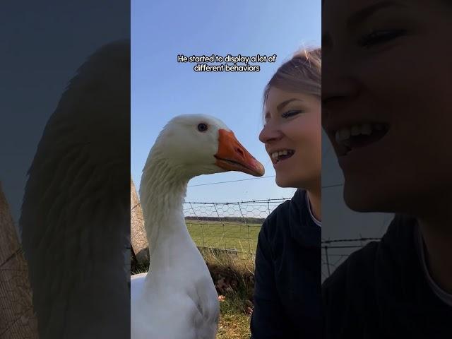 Goose Thinks She's His Wife ️ | The Dodo