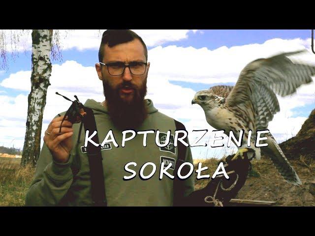 Sokolnictwo Podstawy - Kapturzenie Sokoła