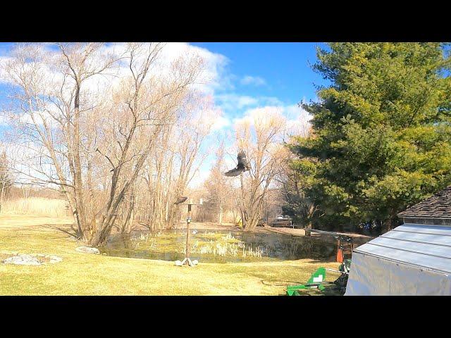 Turkey vultures found the crow feeder, crows are not happy. Watch as turkey vultures do fly-bys.