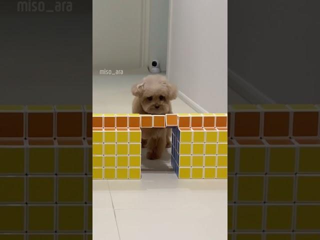 블록챌린지로 알아보는 강아지 성격 #미소아라티티
