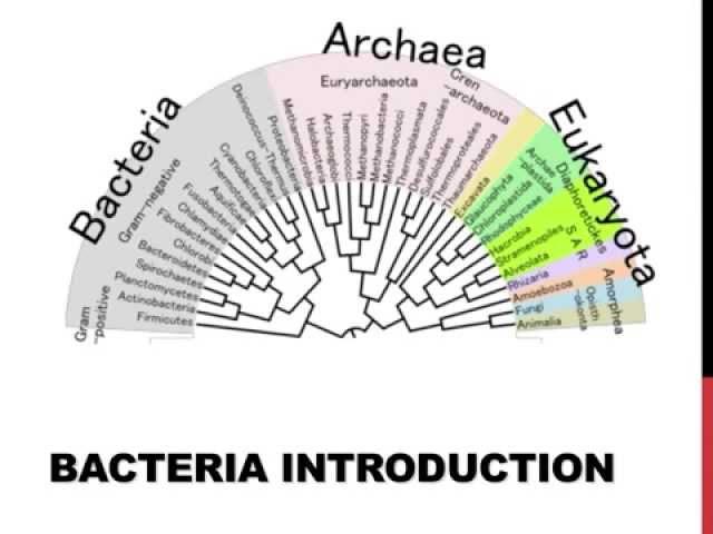 An introduction to bacteria