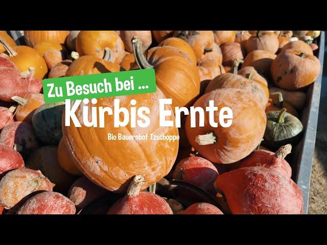 Kürbis Ernte in der Oberlausitz  Zu Besuch beim Bio Bauernhof Tzschoppe