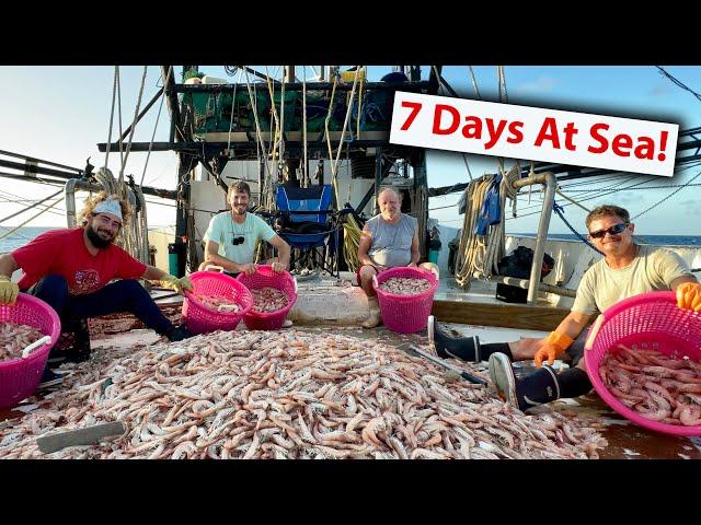 Inside The Life Of A Shrimper