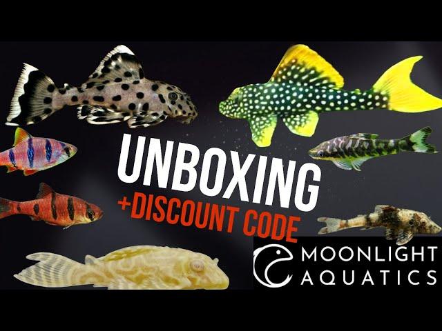 Pleco & Otocinctlus Unboxing! THE BEST PRICED RARE & ODDBALL FISH Thanks to Moonlight Aquatics.