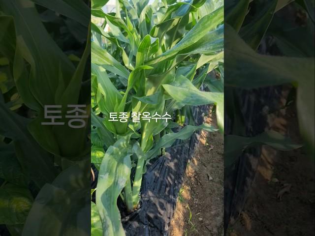 #주말농장의 토종 찰옥수수, 찰토마토 #풍성하게 잘 자란다.