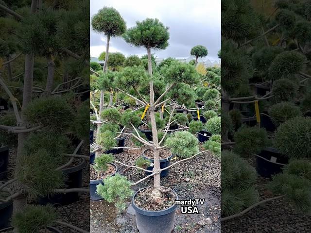 Topiary Scotch Pine | Best Topiary Trees And Shrubs