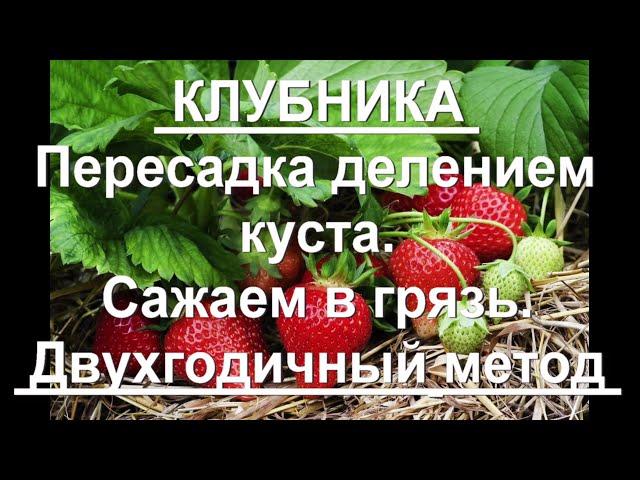 86. Клубника - двухгодичное выращивание, часть 2 - пересадка! Грядка, деление куста, посадка.