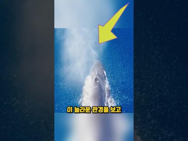 푸른 고래를 구한 단 한 번의 다이빙