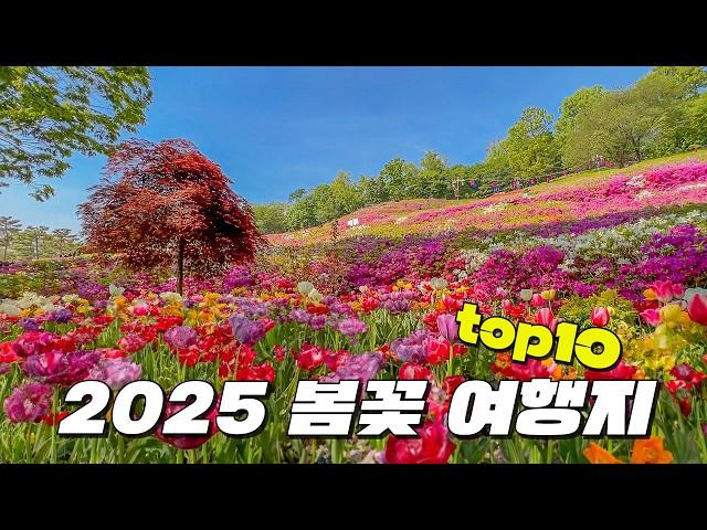 2025년 봄꽃 구경은 여기로 가시면 됩니다. 우리나라에서 가장 아름다운 봄꽃 여행지 Top10만 꼽아서 소개해 드릴게요.