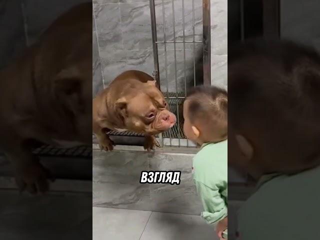 Родители привезли ребенка в приют, но, что было дальше вас сильно удивит #факты #мемори