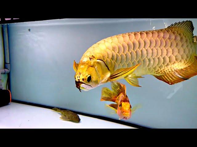 Top 4 Premium Golden Arowana Fish | Super Rare Arowana In Asia