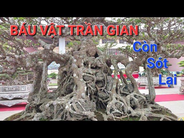 BÁU VẬT TRẦN GIAN CÒN SÓT LẠI của chú THÔNG MƠ nghe đồn MUA GẦN 10 TỶ .