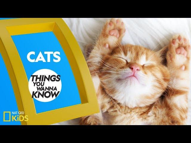 Cool Facts About Cats | Things You Wanna Know