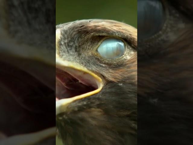 Eagle eye                        #eaglenews #eagle #eyes #world #fastest #trending #viral