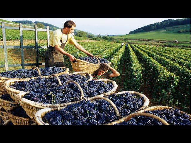 How to produce millions of vines - Grape Seedlings Production - Harvesting and processing grape