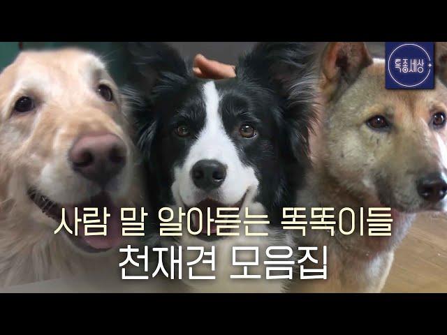 [스페셜] 주인 말 한 번에 알아 듣는 똑똑이 강아지 모음 2탄