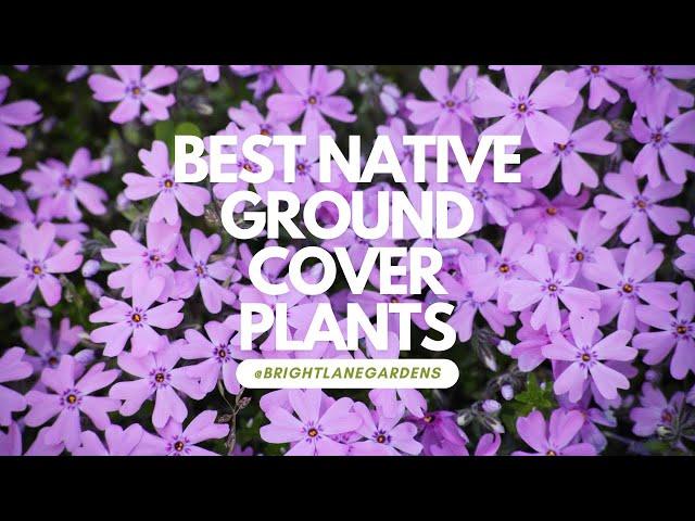 Best Native Ground Cover Plants