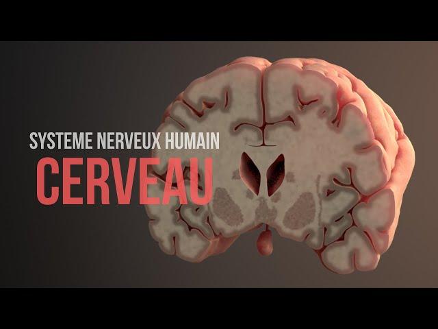 Comment fonctionne le cerveau (Système nerveux humain) (Animation)