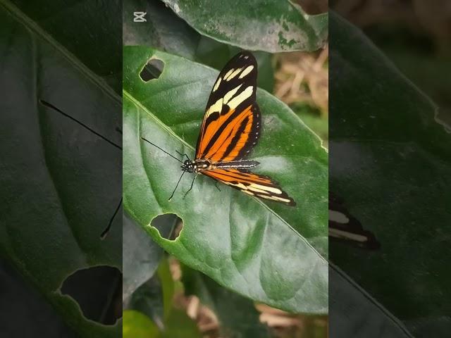 Mariposa Tigre de Alas LargasEueides isabella ssp. huebneriFamilia NymphalidaeTribu Heliconiini